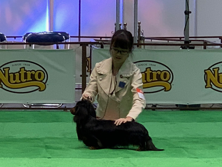 【ドッグショー】ジュニアクラス 石澤百彩奈ちゃん 見事、2席入賞