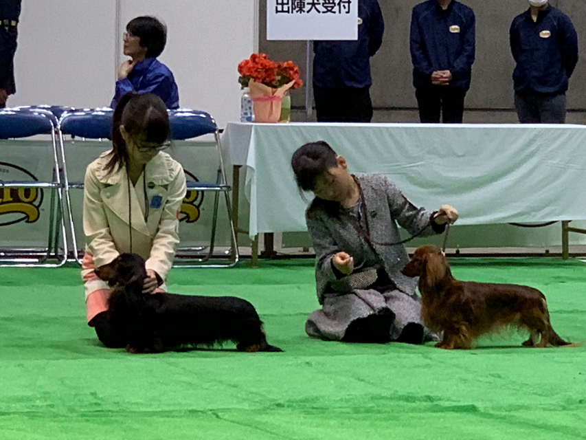 【ドッグショー】ジュニアクラス 石澤百彩奈ちゃん 見事、2席入賞