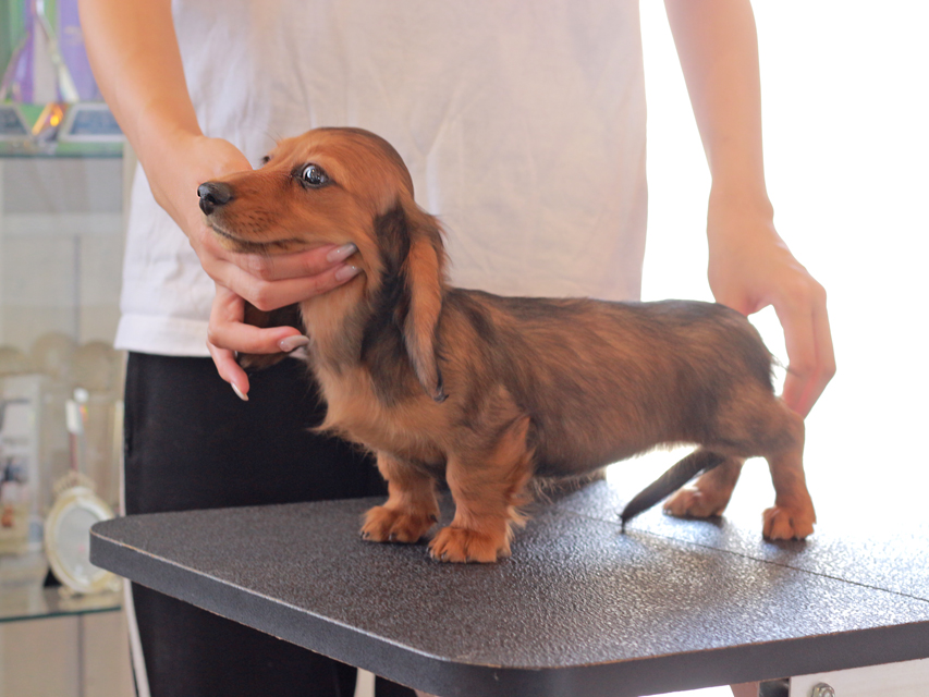 ミニチュアダックスフンド ルーシー & ジムダンデイの子犬 レッド 女の子（1）