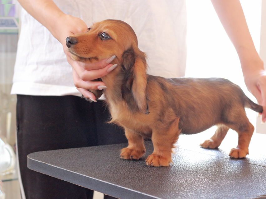 ミニチュアダックスフンド ルーシー & ジムダンデイの子犬 レッド 女の子（1）