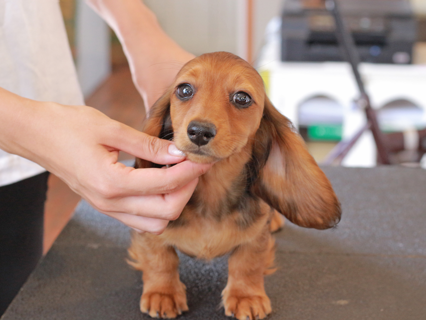 ミニチュアダックスフンド ルーシー & ジムダンデイの子犬 レッド 女の子（1）