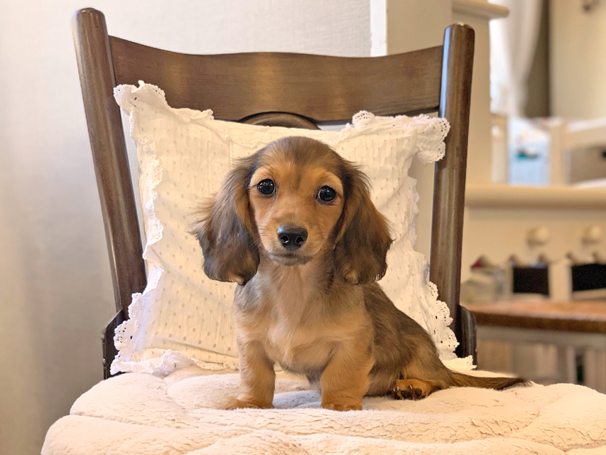 カニンヘン ダックスフンド サファリ & 竹千代CHの子犬 レッド 女の子