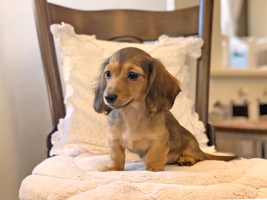 カニンヘン ダックスフンド サファリ & 竹千代CHの子犬 レッド 女の子
