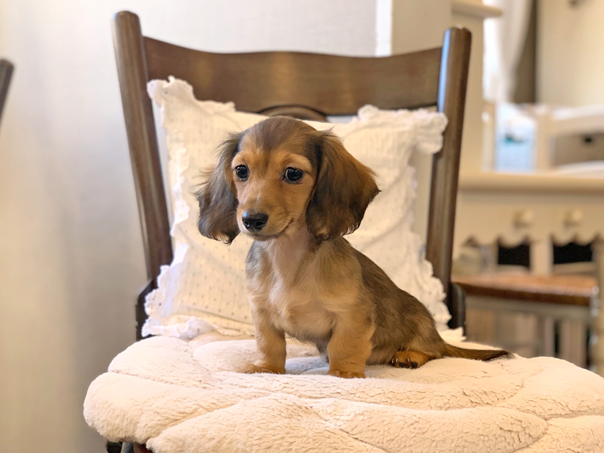 カニンヘン ダックスフンド サファリ & 竹千代CHの子犬 レッド 女の子