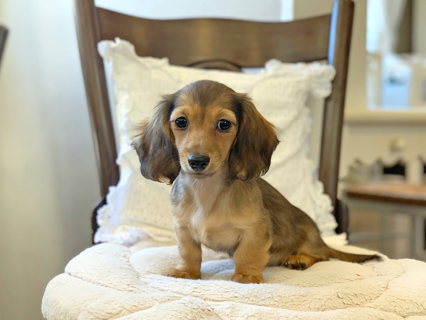 カニンヘン ダックスフンド サファリ & 竹千代CHの子犬 レッド 女の子