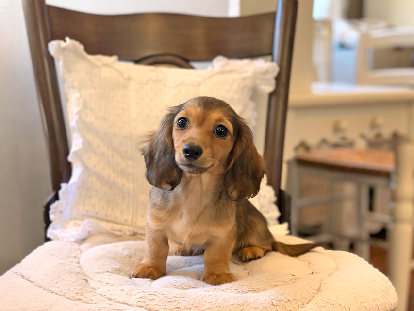 カニンヘン ダックスフンド サファリ & 竹千代CHの子犬 レッド 女の子