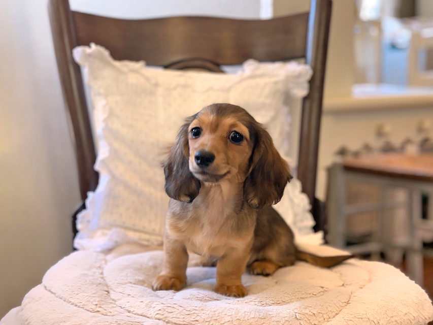 カニンヘン ダックスフンド サファリ & 竹千代CHの子犬 レッド 女の子