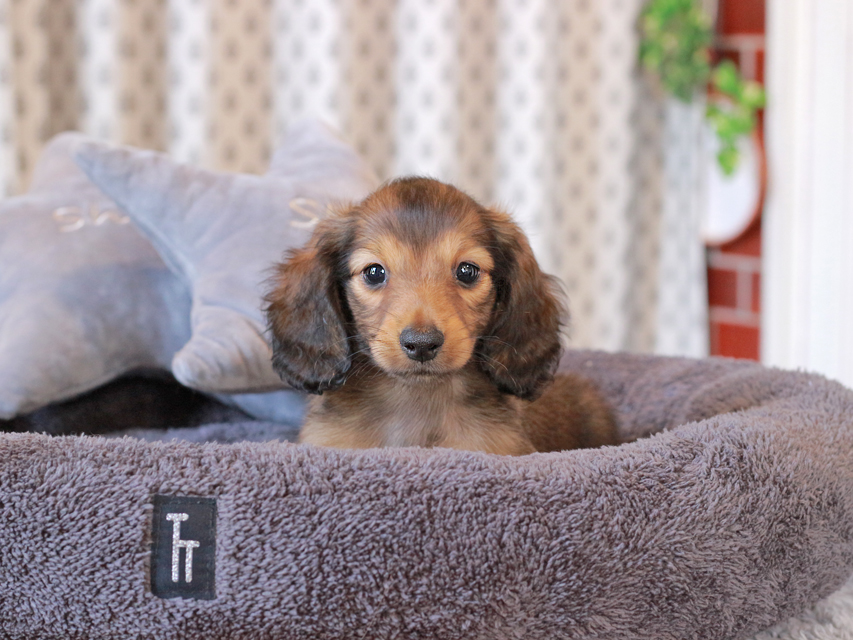 カニンヘン ダックスフンド キャンディ & 竹千代の子犬 レッド 男の子