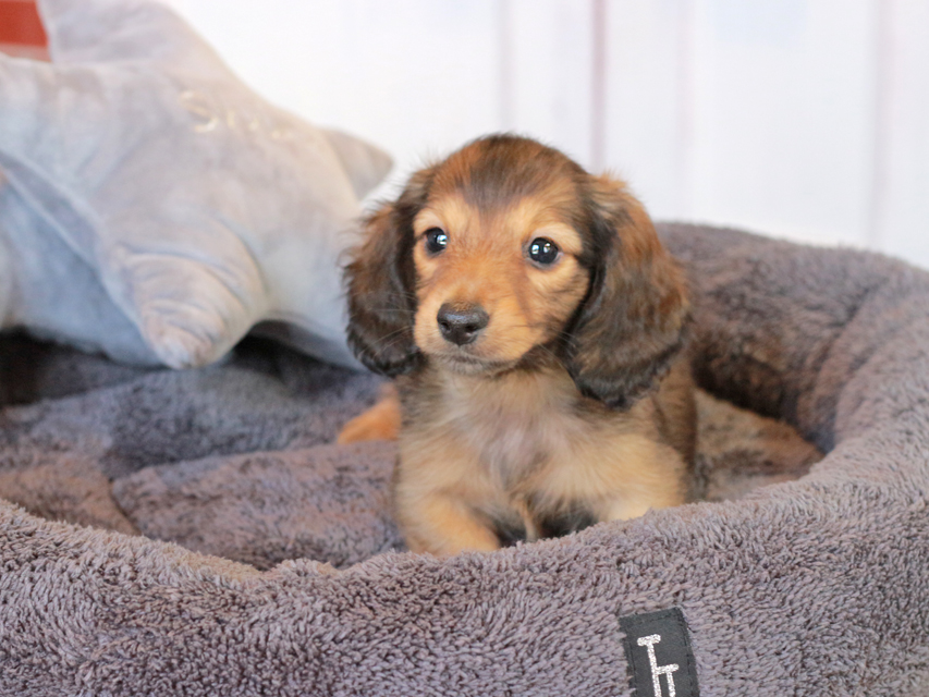 カニンヘン ダックスフンド キャンディ & 竹千代の子犬 レッド 男の子