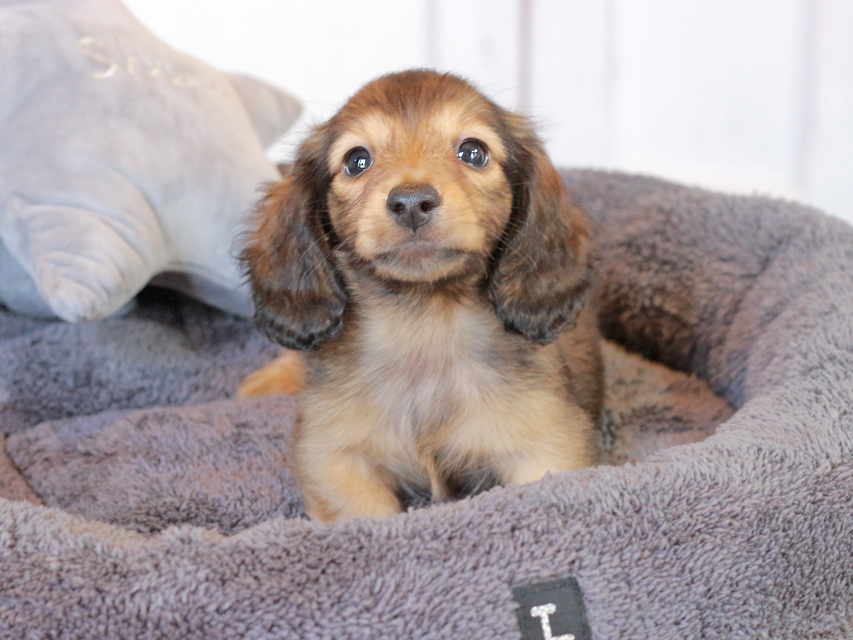 カニンヘン ダックスフンド キャンディ & 竹千代の子犬 レッド 男の子