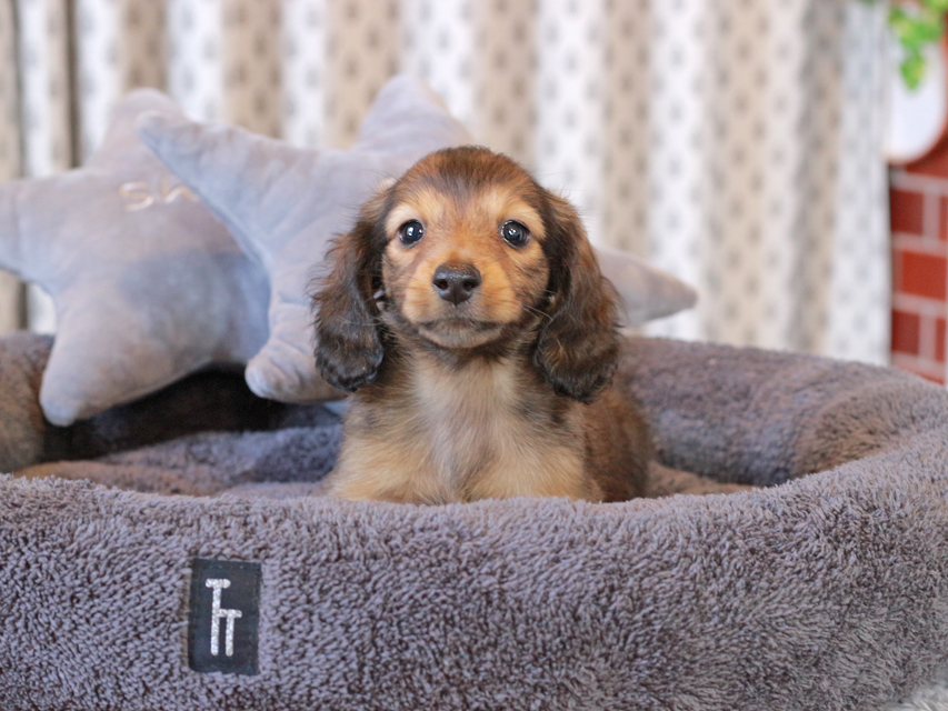 カニンヘン ダックスフンド キャンディ & 竹千代の子犬 レッド 男の子