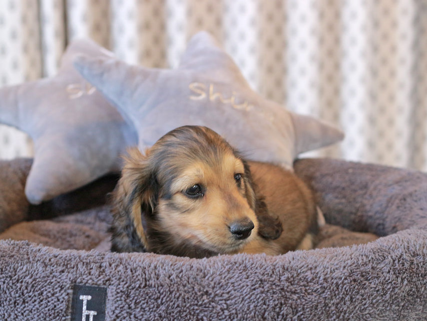 カニンヘン ダックスフンド キャンディ & 竹千代の子犬 イエロー（クリーム） 男の子