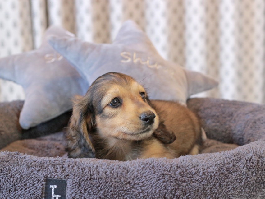 カニンヘン ダックスフンド キャンディ & 竹千代の子犬 イエロー（クリーム） 男の子