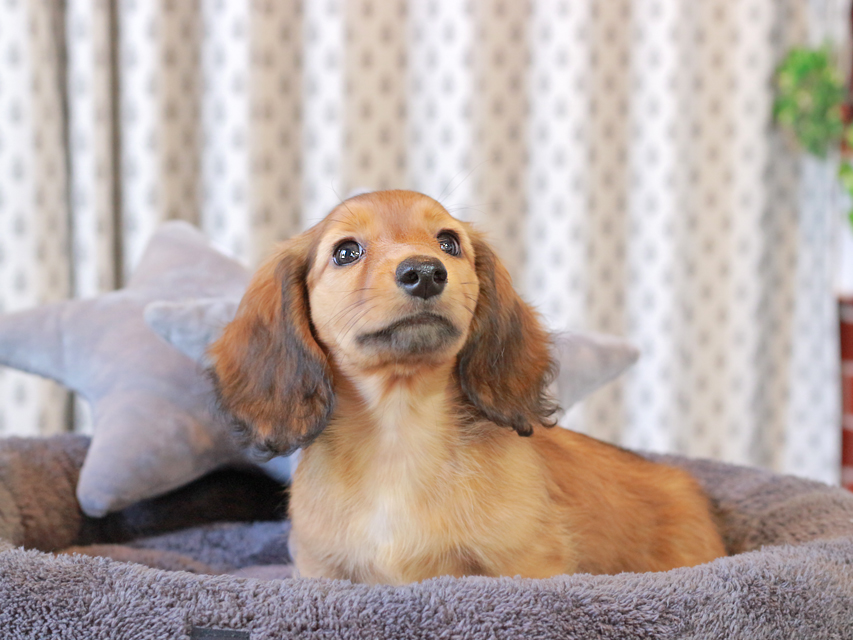 カニンヘン ダックスフンド シオン & ロックスの子犬 シェーデットレッド 女の子