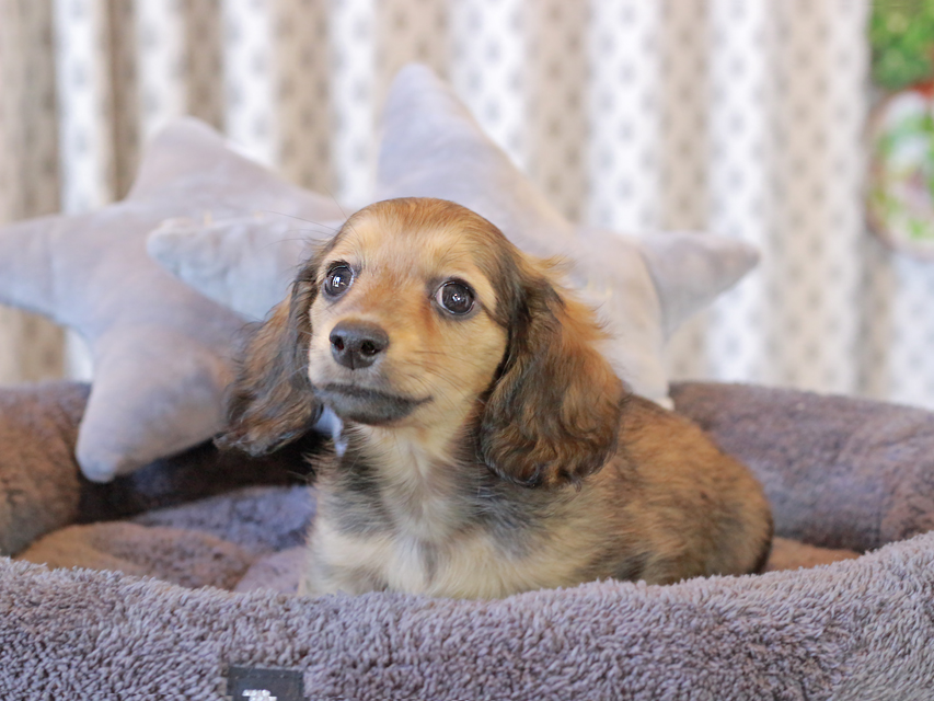 カニンヘン ダックスフンド シオン & ロックスの子犬 シェーデットイエロー（シェーデットクリーム） 女の子