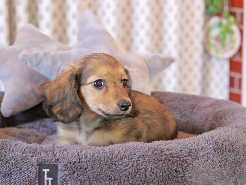 カニンヘン ダックスフンド シオン & ロックスの子犬 シェーデットイエロー（シェーデットクリーム） 女の子