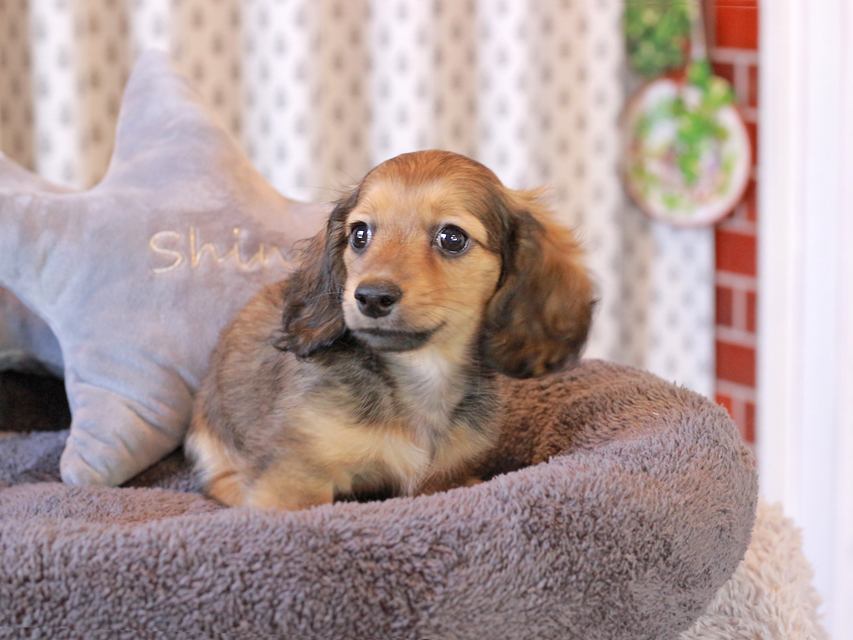 カニンヘン ダックスフンド シオン & ロックスの子犬 シェーデットイエロー（シェーデットクリーム） 女の子