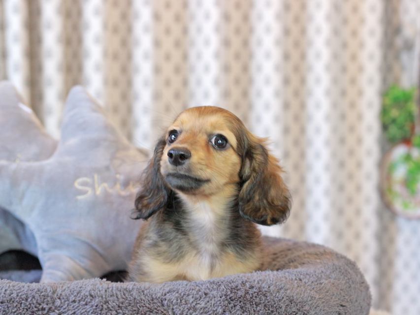 カニンヘン ダックスフンド シオン & ロックスの子犬 シェーデットイエロー（シェーデットクリーム） 女の子