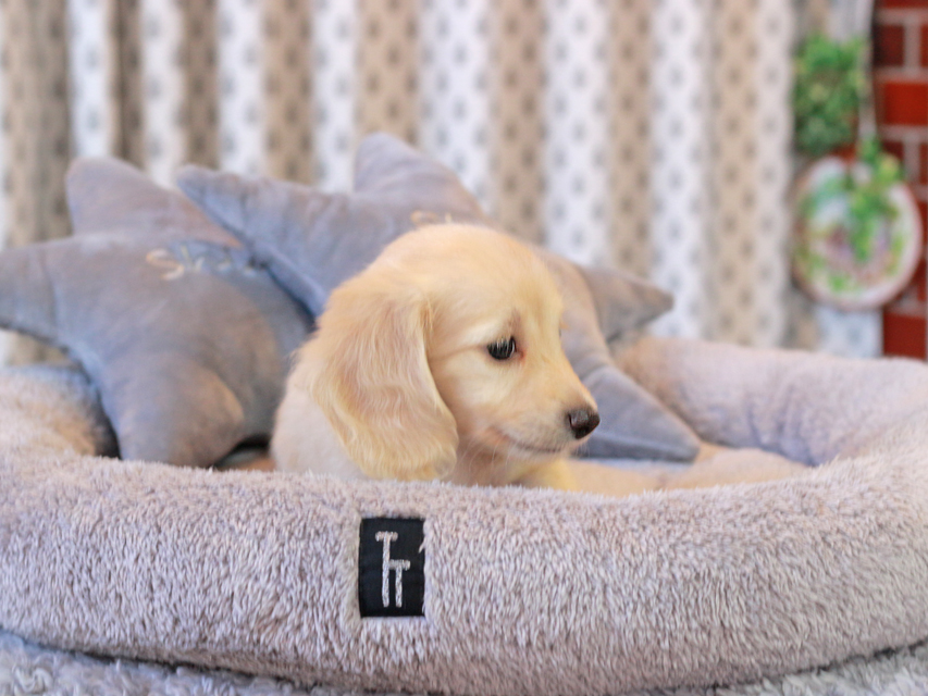 カニンヘン ダックスフンド キュア & ボーイの子犬 イエロー（クリーム） 女の子