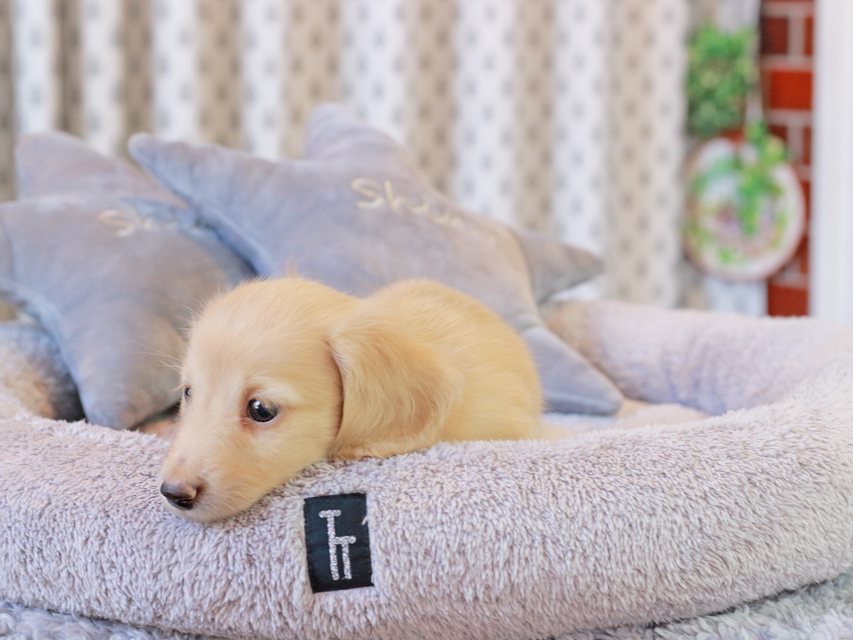 カニンヘン ダックスフンド キュア & ボーイの子犬 イエロー（クリーム） 男の子