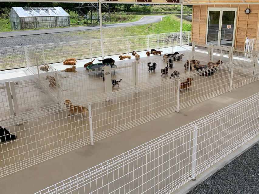 フジアースフィールド犬舎 ドッグラン部分IMG_5397 フジアースフィールド犬舎 ドッグラン部分