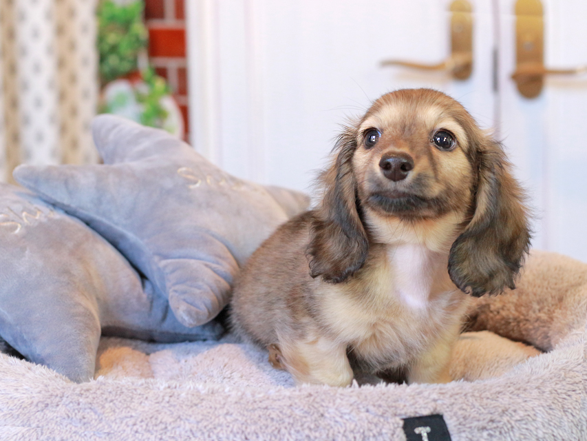 カニンヘン ダックスフンド コメロ & ホープCHの子犬 シェーデットイエロー（シェーデットクリーム） 男の子