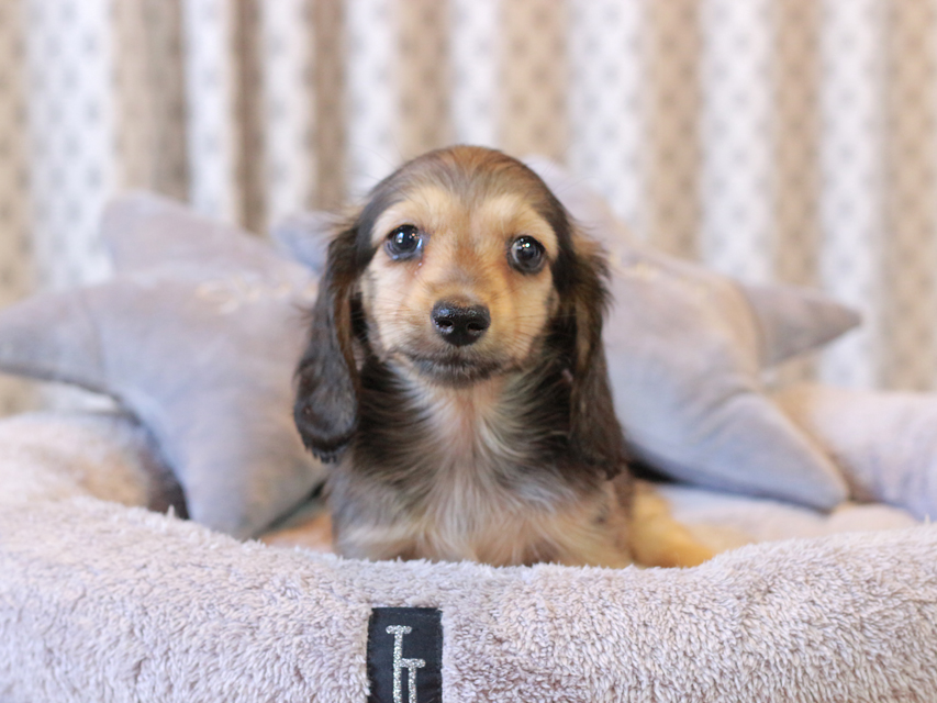 カニンヘン ダックスフンド こなゆき & ピーターの子犬 イエロー（クリーム） 男の子