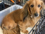 ヤイヤイ & 竹千代 11月24日子犬の出産 カニンヘン ダックスフンド