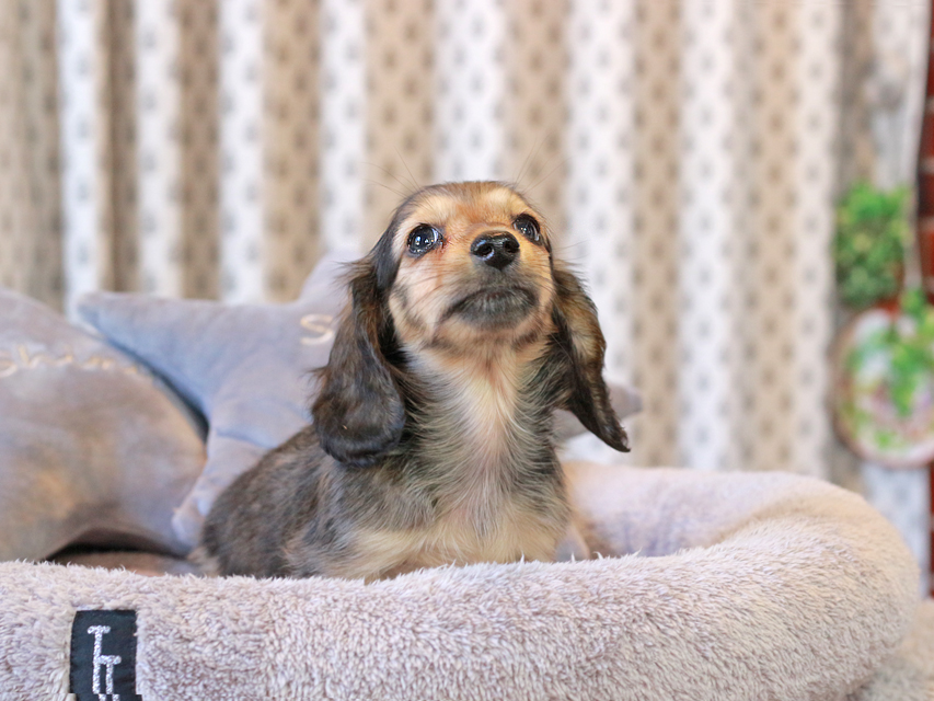 カニンヘン ダックスフンド こなゆき & ピーターの子犬 イエロー（クリーム） 男の子