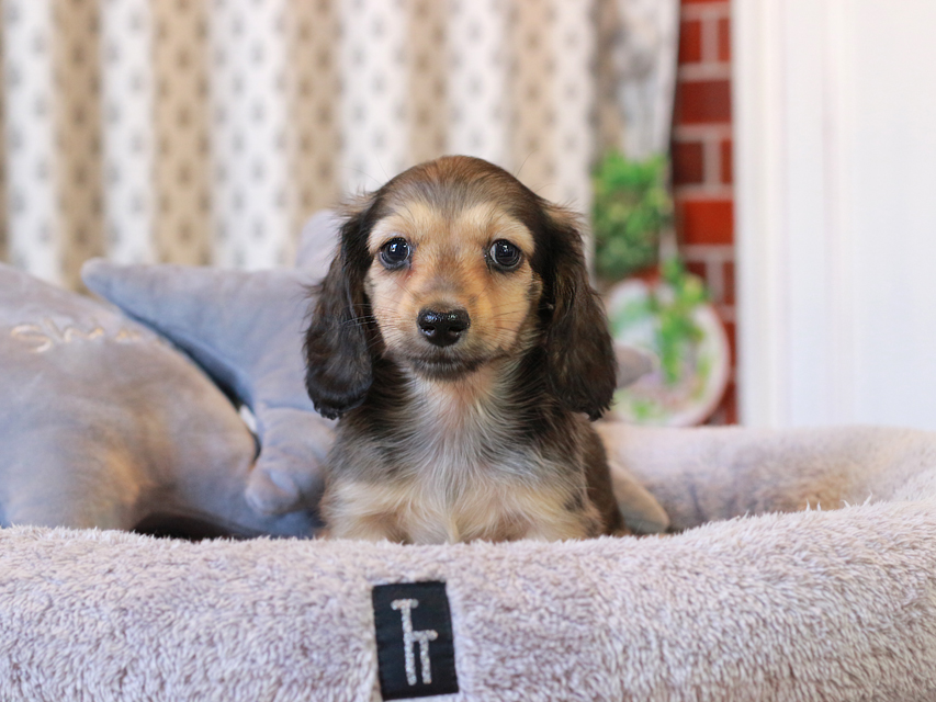 カニンヘン ダックスフンド こなゆき & ピーターの子犬 イエロー（クリーム） 男の子