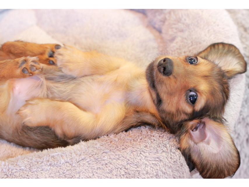 カニンヘン ダックスフンド こなゆき & ピーターの子犬 レデッィシュイエロー（レデッィシュクリーム） 女の子