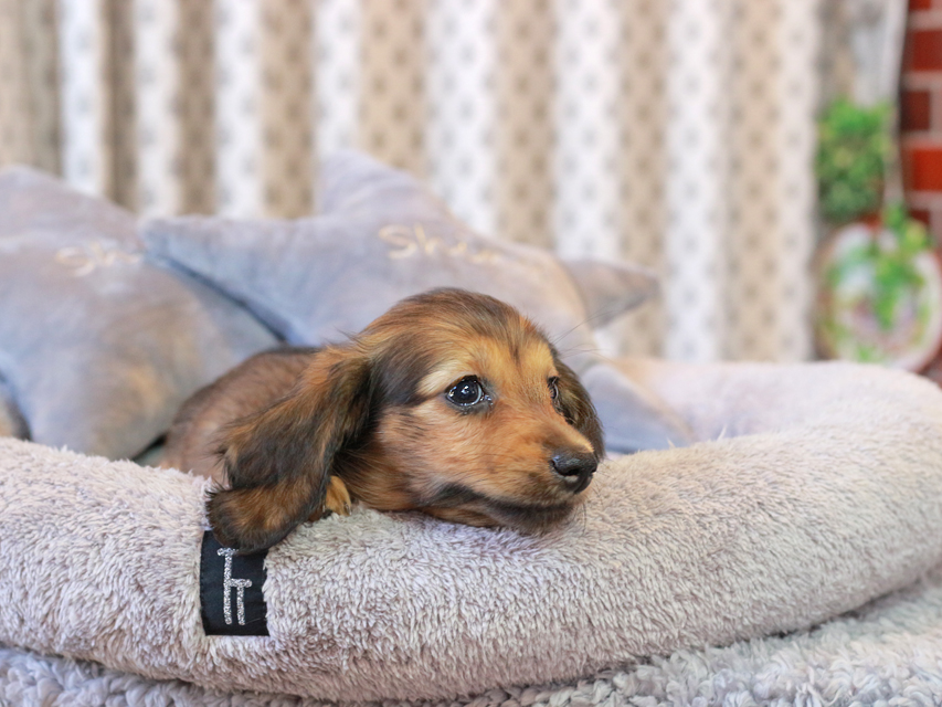 カニンヘン ダックスフンド こなゆき & ピーターの子犬 レデッィシュイエロー（レデッィシュクリーム） 女の子