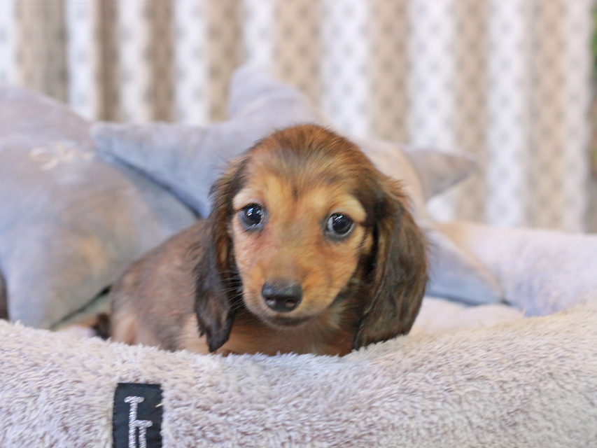 カニンヘン ダックスフンド こなゆき & ピーターの子犬 レデッィシュイエロー（レデッィシュクリーム） 女の子