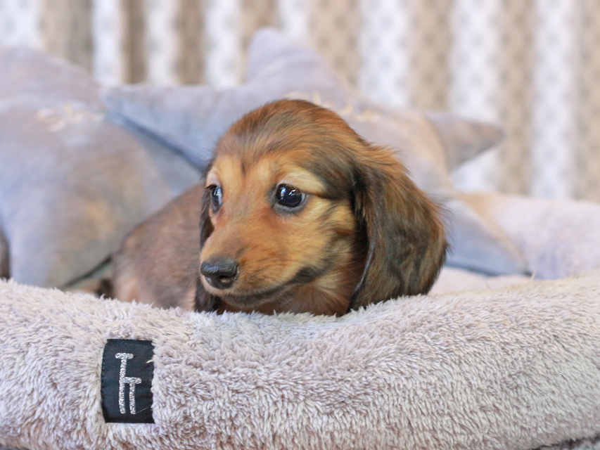 カニンヘン ダックスフンド こなゆき & ピーターの子犬 レデッィシュイエロー（レデッィシュクリーム） 女の子