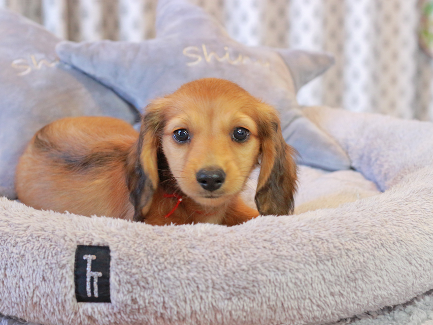 カニンヘン ダックスフンド チャーム & 竹千代CHの子犬 レッド 男の子（1）