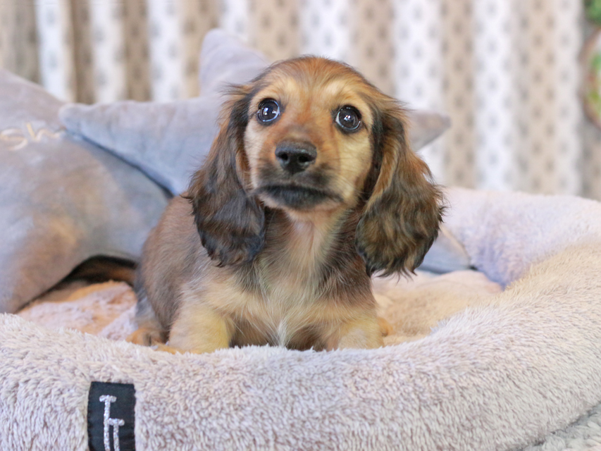 カニンヘン ダックスフンド チャーム & 竹千代CHの子犬 イエロー（クリーム） 男の子（1）