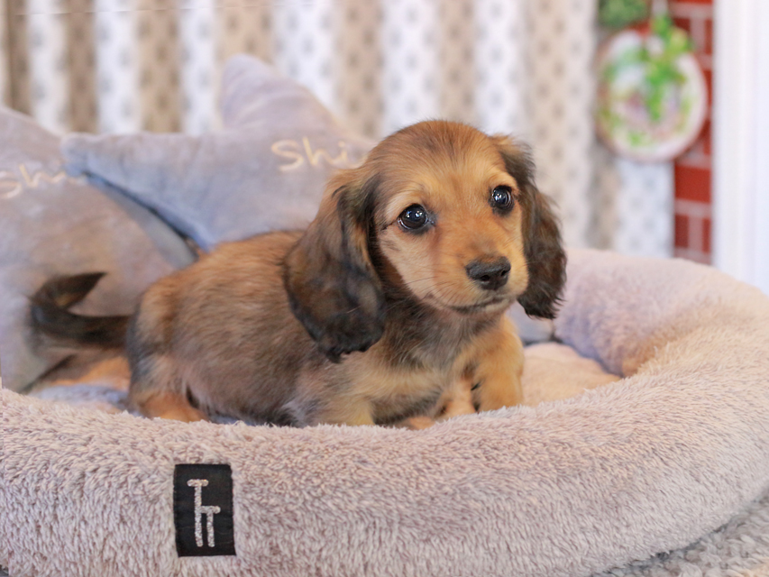 カニンヘン ダックスフンド チャーム & 竹千代CHの子犬 イエロー(クリーム) 男の子(2)IMG_5627 カニンヘン ダックスフンド チャーム & 竹千代CHの子犬 イエロー(クリーム) 男の子(2)