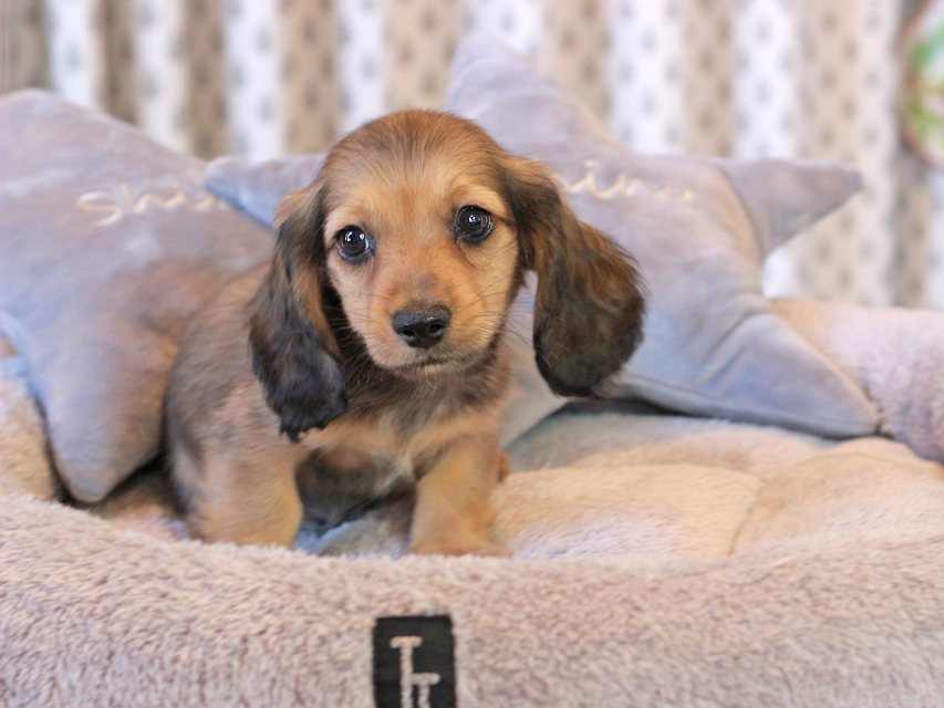 カニンヘン ダックスフンド チャーム & 竹千代CHの子犬 イエロー(クリーム) 男の子(2)IMG_5638 カニンヘン ダックスフンド チャーム & 竹千代CHの子犬 イエロー(クリーム) 男の子(2)