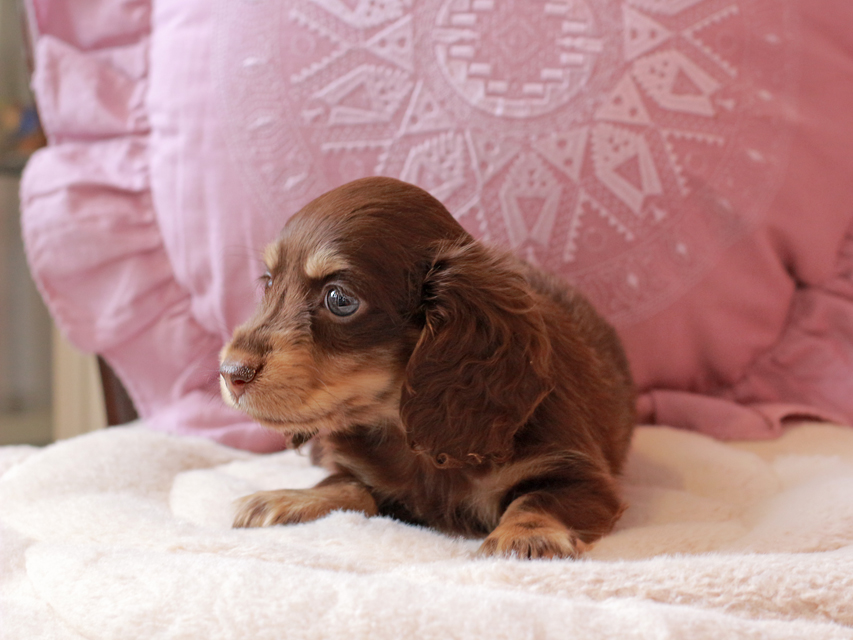 カニンヘン ダックスフンド ラムネ & 朝日の子犬 チョコレートイエロー（チョコレートクリーム） 女の子