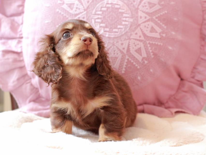 カニンヘン ダックスフンド ラムネ & 朝日の子犬 チョコレートイエロー（チョコレートクリーム） 女の子