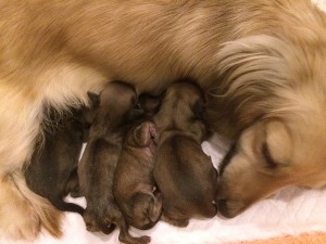 エンジェル カニンヘンダックス 2.8kg クリーム スピリッツ オブ グロリアス フジ