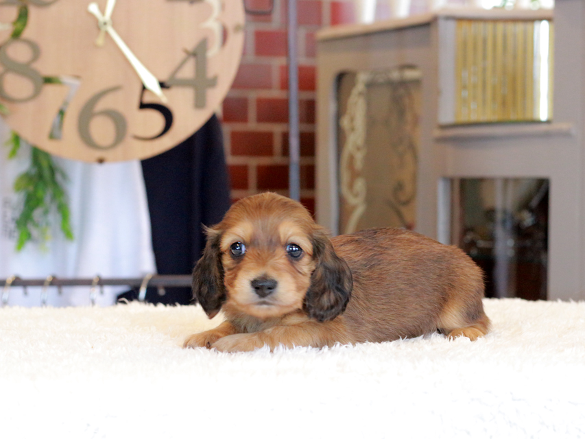 ミニチュア ダックスフンド ほたる & ジェットの子犬 レッド 男の子（1）