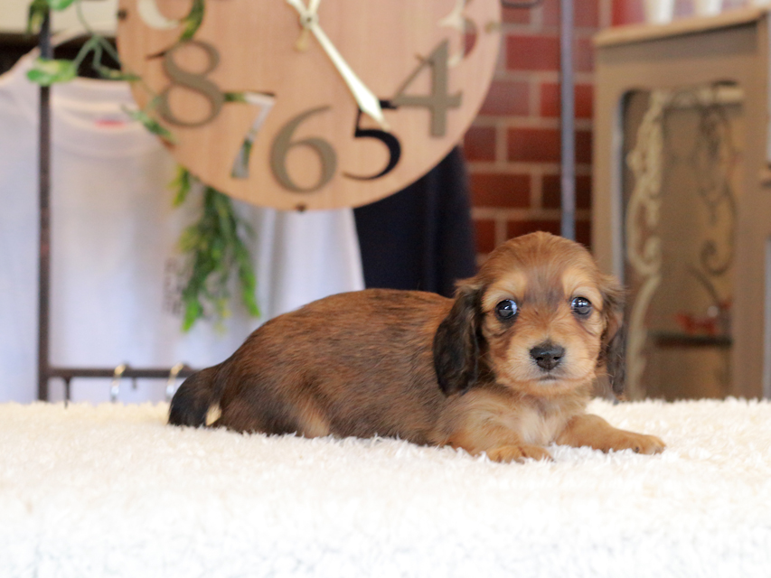 ミニチュア ダックスフンド ほたる & ジェットの子犬 レッド 男の子（1）