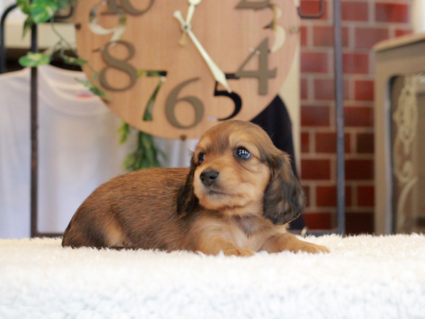 ミニチュア ダックスフンド ほたる & ジェットの子犬 レッド 男の子（1）