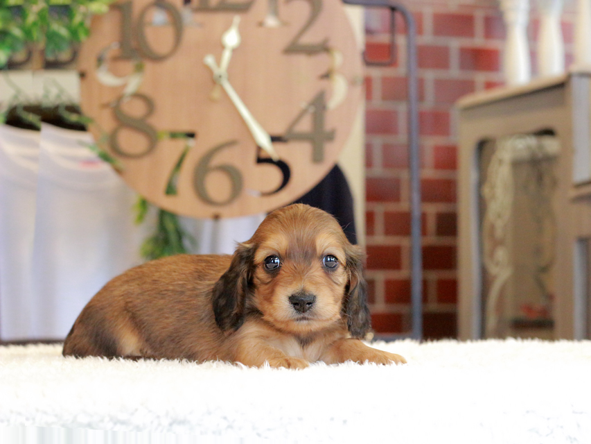 ミニチュア ダックスフンド ほたる & ジェットの子犬  男の子（1）