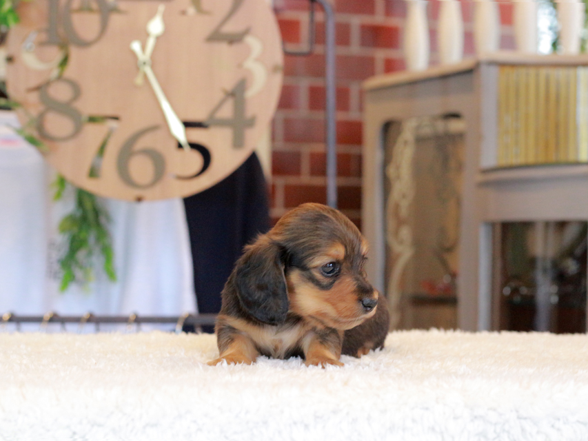 ミニチュア ダックスフンド ほたる & ジェットの子犬 レッド 男の子（2）