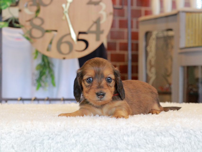 ミニチュア ダックスフンド ほたる & ジェットの子犬 レッド 女の子（1）