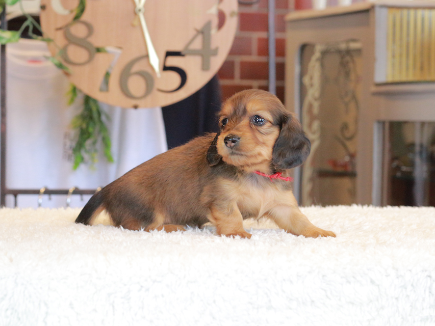 ミニチュア ダックスフンド ほたる & ジェットの子犬 レッド 女の子（1）