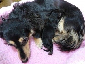 ルル 3/12出産しました