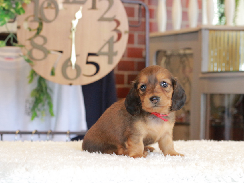 ミニチュア ダックスフンド ほたる & ジェットの子犬 レッド 女の子（1）